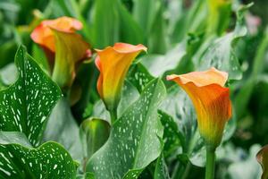 schön rot Calla Blume Nahansicht auf ein Grün natürlich Hintergrund foto