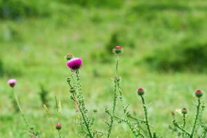 schön lila Distel Blume gegen verschwommen Frühling Landschaft foto