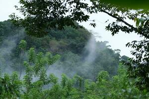 ai generiert ein Wald mit Bäume und ein Berg im das Hintergrund foto