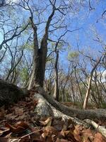 diese ist Wald Mahagoni im Jogjakarta. im diese Wald viele Biodiversität und irgendein alt Feierlichkeit im Hier foto