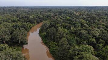 ein Moor von Sumatra Regen Wald foto