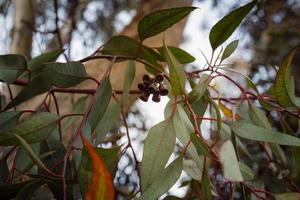 Nahaufnahme auf Eukalyptuszweig mit Blütenknospen
