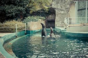 Robben schwimmen und springen im Zoo ins Wasser foto