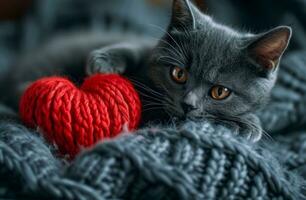 ai generiert schwarz und Silber Katze hat groß Herz und er liebt zu stricken foto