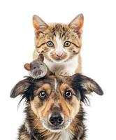 ai generiert Freundschaft von Haustier Maus, Katze und Hund. Konzept von National Haustier Tag. foto