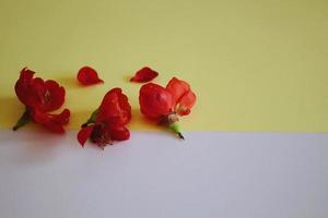 rote Blumen auf geometrischem gelbem und weißem Papierhintergrund foto