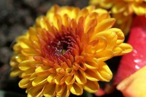 Gelb Chrysantheme im das Garten. Chrysantheme Nahansicht Makro Foto