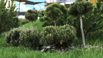 Rasen Sträucher wachsend im das Stadt Park, Verwaltung von das Gebiet Konzept. Lager Filmaufnahme. Grün klein Nadelbaum Gebüsch und hell frisch Gras. foto