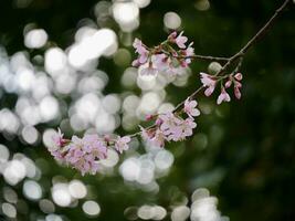 Rosa phaya vers Krone Blumen Blühen im das Wind, Rosa Blumen Blühen im das Wind hinter Weiß Wolken und hell Himmel, Sakura Thailand - - Kirsche Blüten im Thailand foto