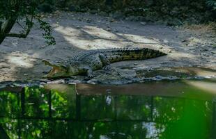 Salzwasser Krokodil oder Crocodylus porös oder Salzwasser Krokodil oder indo australisch Krokodil oder Mann Esser Krokodil. Sonnenbaden beim das Sumpf. foto