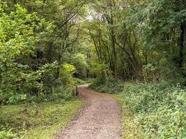 Fußweg in einen Wald in Staveley, North Yorkshire, England foto