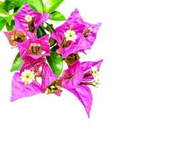 Bougainvillea-Blume isoliert foto