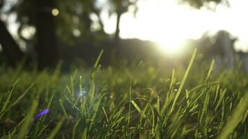 Sommer- Gras Wiese Bewegung verwischen von angenehm Wind mit hell Sonnenlicht, sonnig Frühling Hintergrund foto