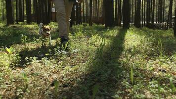 Mann Spaziergänge mit Hund auf Leine im Wald. Lager Filmaufnahme. Mann Spaziergänge Hund Das isst Gras im Wald. Hund isst Gras während Gehen im Wald auf sonnig Sommer- Tag foto