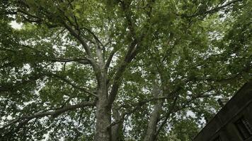 Gehen unter das Sommer- Baum. Aktion. Unterseite Aussicht von das Baum Kofferraum und groß Geäst mit üppig Grün Blätter auf wolkig Himmel Hintergrund. foto