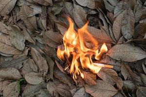 Nahaufnahme Zigarettenstummel ungeraucht werden achtlos in trockenes Gras auf dem Boden geworfen und verursachen einen gefährlichen Waldbrand foto