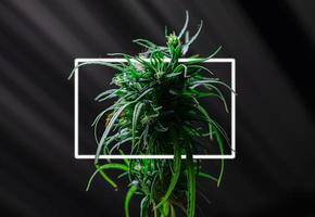 Flamme frische grüne Heilpflanze Cannabis blüht auf schwarzem Hintergrund Nahaufnahme, Marihuana-Pflanze mit frühen Blüten, Sativa-Blätter