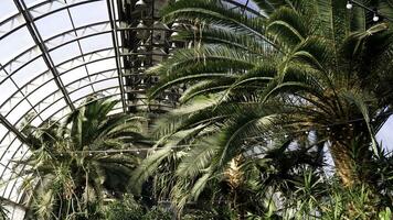 Gewächshaus mit Palme Bäume. Sonne Strahlen erleuchten Palme Geäst ruhen auf Glas Dach von Winter Garten. exotisch Pflanzen und Bäume im Gewächshäuser foto