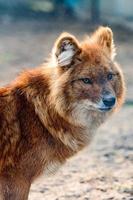 Roter Wolf im Zoo, ein Raubtier in einem Käfig. foto