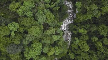 Berg Fluss Laufen durch Felsbrocken und Grün Wald. Clip. oben Aussicht von Grün Wald Senke mit Berg Strom fließend durch felsig Felsen foto