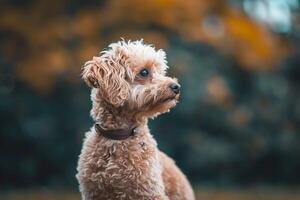 ai generiert Fotografie von ein süß Hund, National Hündchen Tag Konzept foto