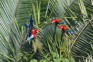 rot und Grün Aras, ara Chloropterus, auf Palme Baum Geäst, manu National Park, peruanisch Amazonas, Peru foto