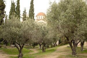 das viele wild Olive Bäume Das wachsen im das römisch Agora und durch das Stadt von Athen foto