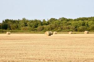 frisch gerollte Heuballen auf einem Feld foto