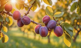 ai generiert reif Pflaumen auf ein Baum Ast im das Garten beim Sonnenuntergang foto