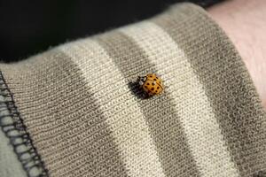ein klein Marienkäfer auf das Manschette von ein Sport Jacke. foto