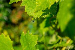 Tropfen von Tau auf das Grün Blätter von ein Weinberg foto