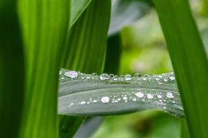 Wasser Tropfen auf ein Mais Blatt im Sommer. flach Tiefe von Feld. Morgen Tau. foto