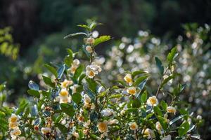 die Teebäume im Teegarten stehen in voller Blüte foto