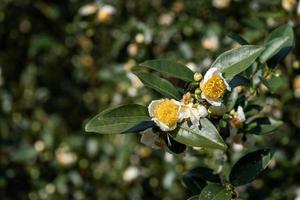 die Teebäume im Teegarten stehen in voller Blüte foto