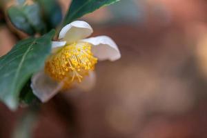 Unter der Sonne stehen Teeblüten mit weißen Blütenblättern und gelben Blütenkernen im wilden Teewald foto