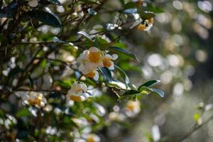 die Teebäume im Teegarten stehen in voller Blüte foto