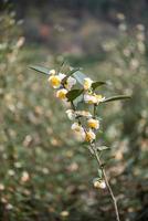 die Teebäume im Teegarten stehen in voller Blüte foto