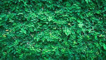 Naturhintergrund der Grünpflanze an der Wand. grüner Hintergrund foto