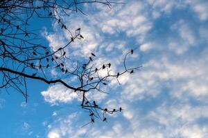 schwarz Silhouette von Vogel foto