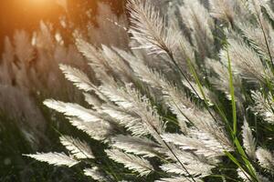 Sanft Fokus von Blume Gras im das Sommer- mit Sonnenlicht. foto