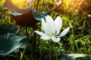 schöne weiße Lotusblume foto