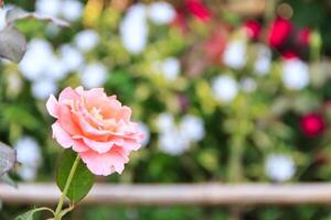 Rosa Rose und zurück Hintergrund schön Hintergrund verwischen foto