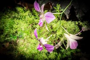 violett Orchidee im Garten und Grün Blatt foto