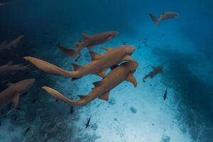Schwimmen mit ein Menge von Krankenschwester Haie im tropisch Blau Ozean. Haie im Malediven foto