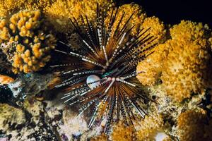 Meer Bengel auf Felsen. Meer Bengel Makro. Marine Leben beim Koralle Riff und es ist Ökosystem beim Nacht. foto