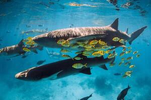 Schwimmen mit tropisch Fisch und Krankenschwester Haie im Blau Meer. Haie im Malediven foto