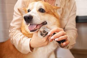 Frau schneidet Hund Krallen, braun Korgi. Haustier Pflege, Liebe. Schere, Haarschneidemaschine, trimmen. lustig. foto