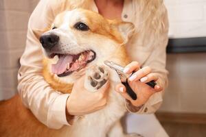 Frau schneidet Hund Krallen, braun Korgi, Niedlich. Haustier Pflege, Liebe. Schere, Haarschneidemaschine, trimmen foto