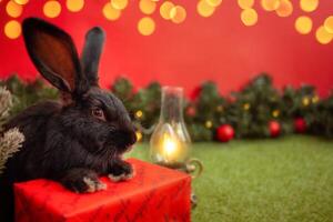 schwarz Hase ist Symbol von 2023, Weihnachten, Neu Jahr, Winter Urlaub. schön rot Hintergrund, Weihnachten Baum mit Bälle und Girlande, leeren Raum zum Text, Kopieren Raum. Kerze. foto