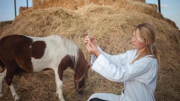 Frau Tierarzt inspiziert Pferd, entdeckt Pony, ein authentisch Atmosphäre. Impfung gegen Krankheiten. foto
